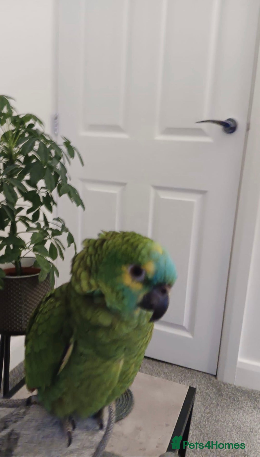 Parrots birds for sale: Blue fronted Amazon - Advert 1