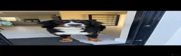 Mixed Breed dogs for sale: 🐾 Bernedoodle Puppies 🐾 - Advert 3