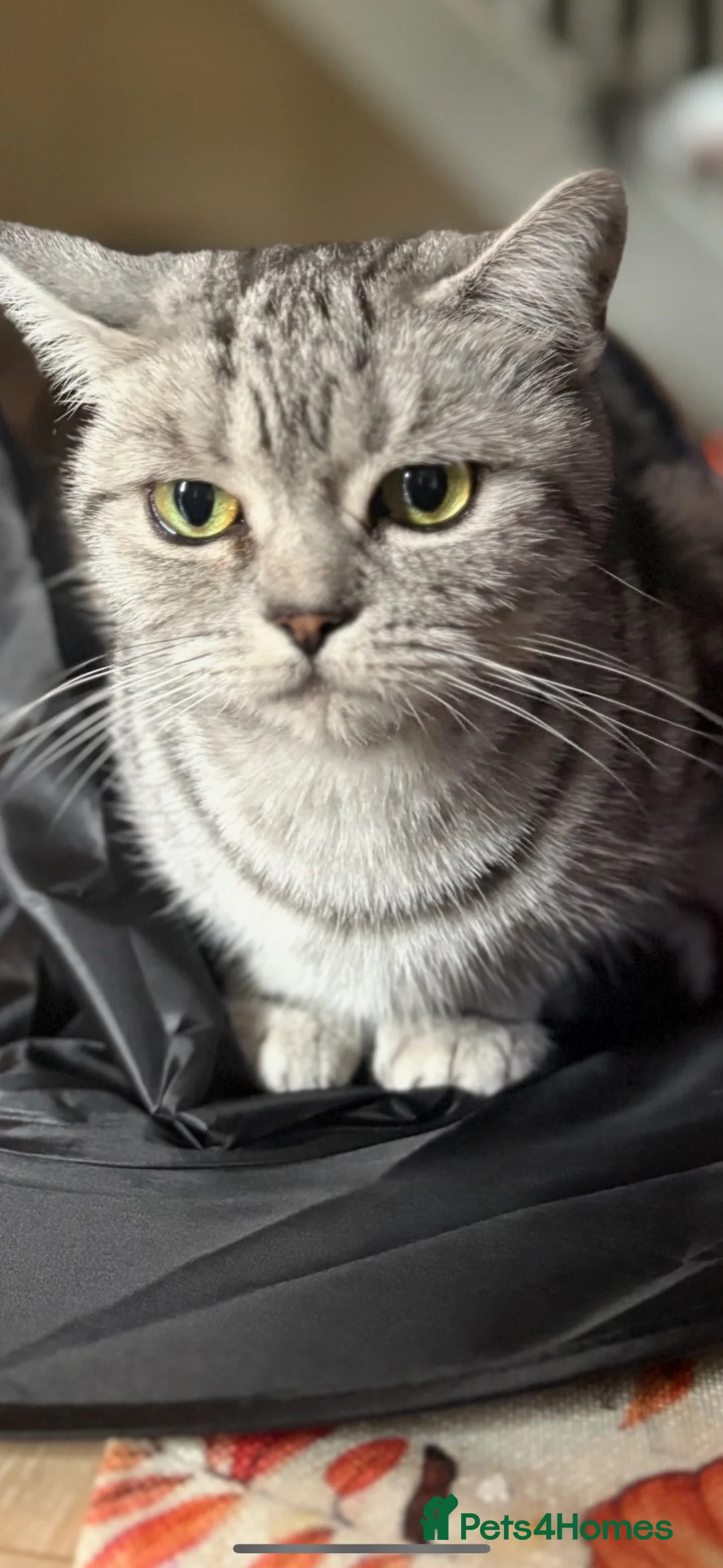 British Shorthair cats for sale: 2 boys remaining  - Advert 9