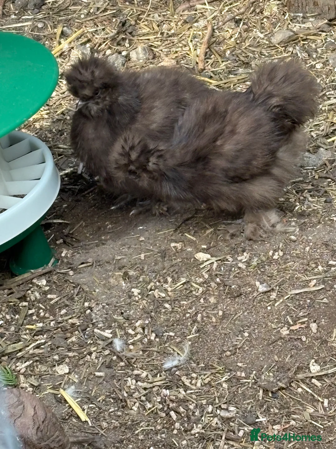Chickens poultry for sale: Dna sexed chocolate usa silkie pullets 14 weeks  - Advert 3