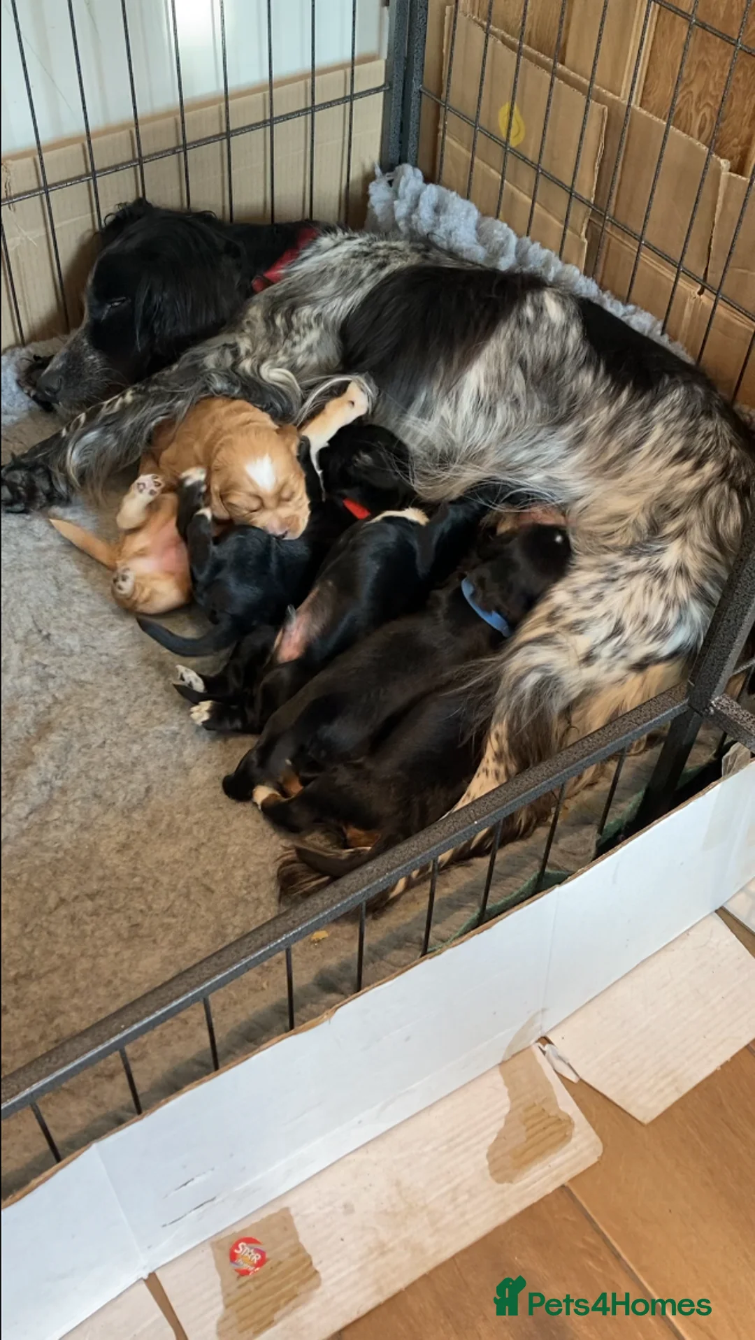 Cocker Spaniel dogs for sale: Cocker spaniel pups - Advert 2