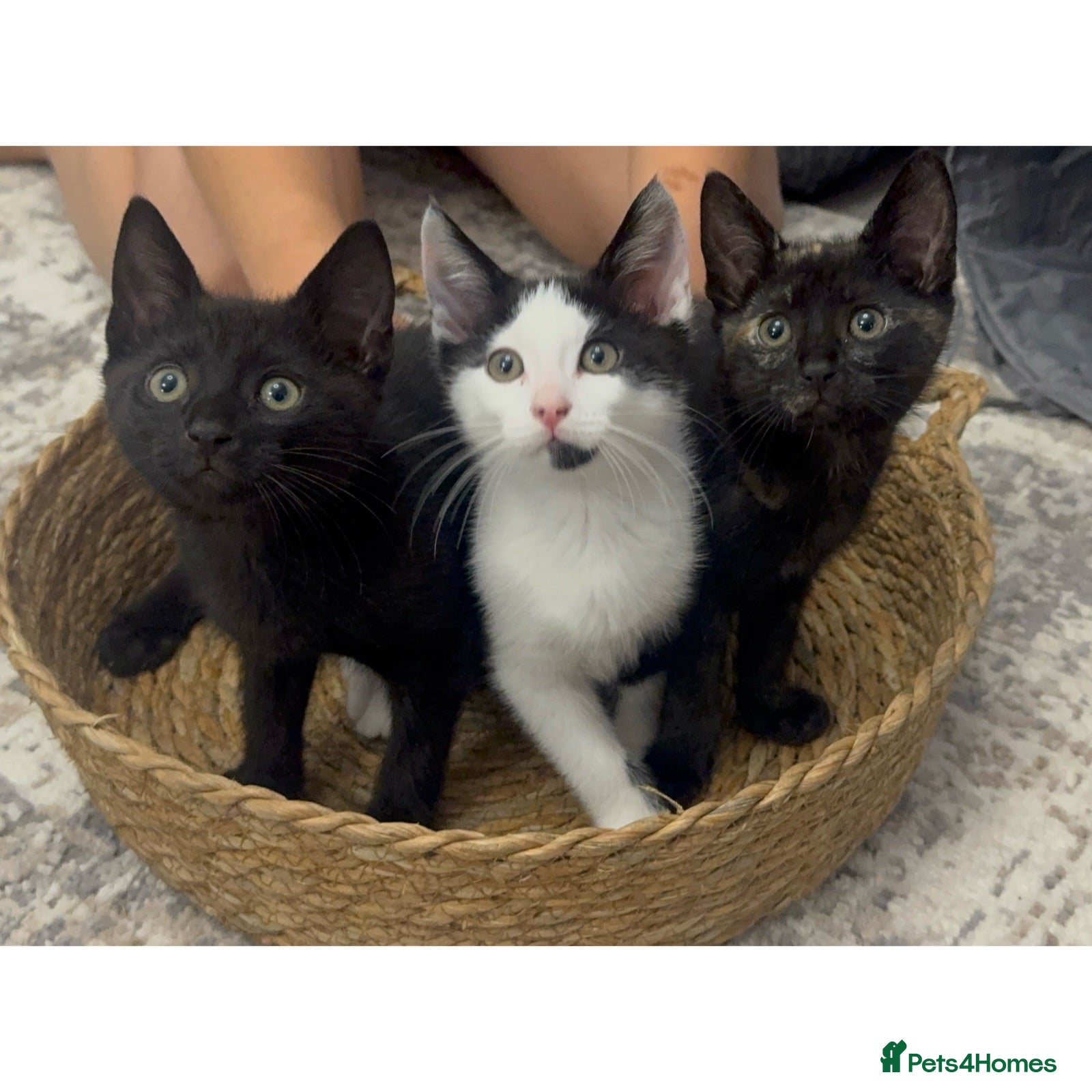Domestic Shorthair cats READY TO LEAVE FOR THEIR FOREVER HOME 💖💙💙 - Advert 21