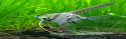 Angelfish fish for sale: Rare high wide fin stripes Angels - Advert 9