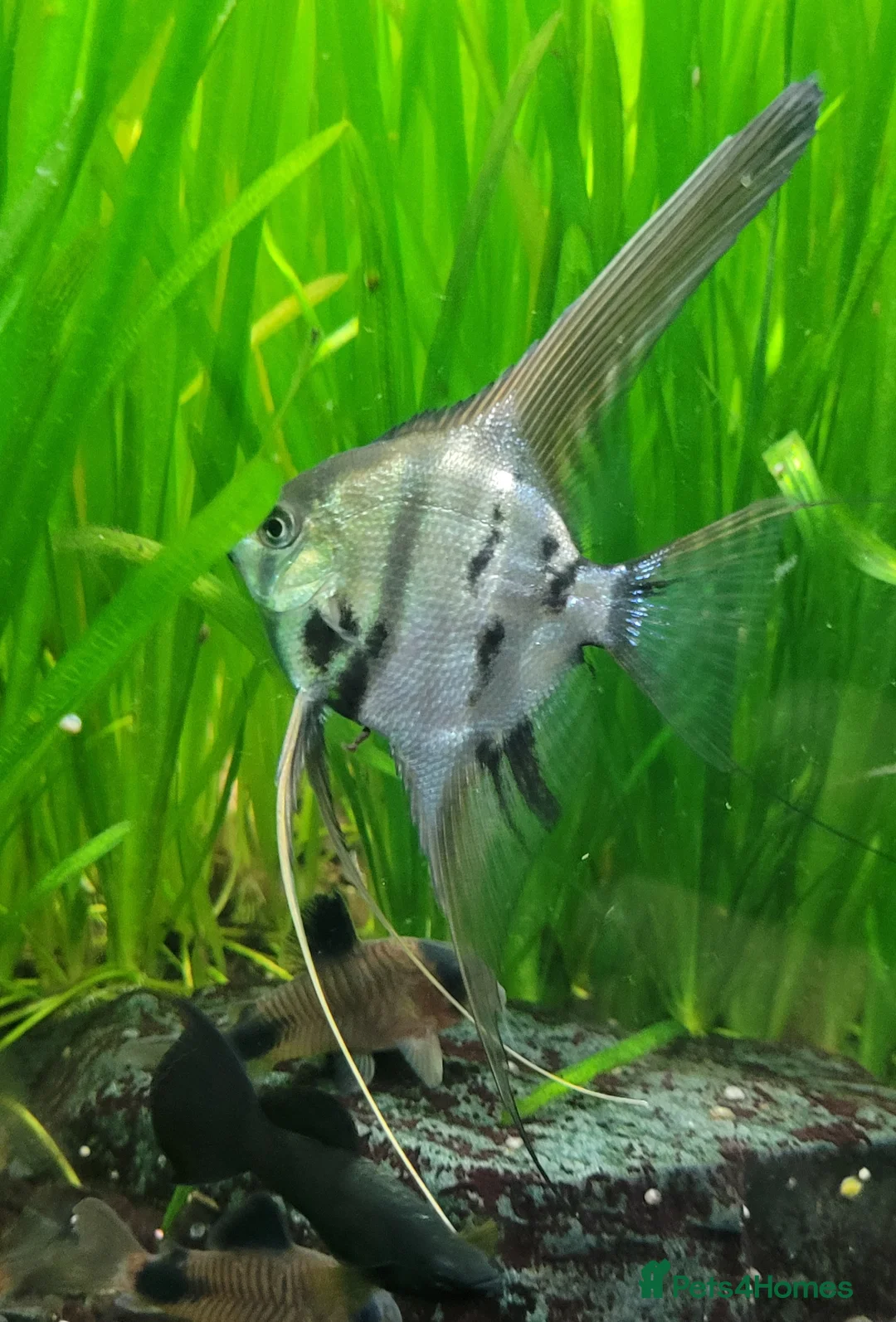 Angelfish fish for sale: Rare high wide fin stripes Angels - Advert 9