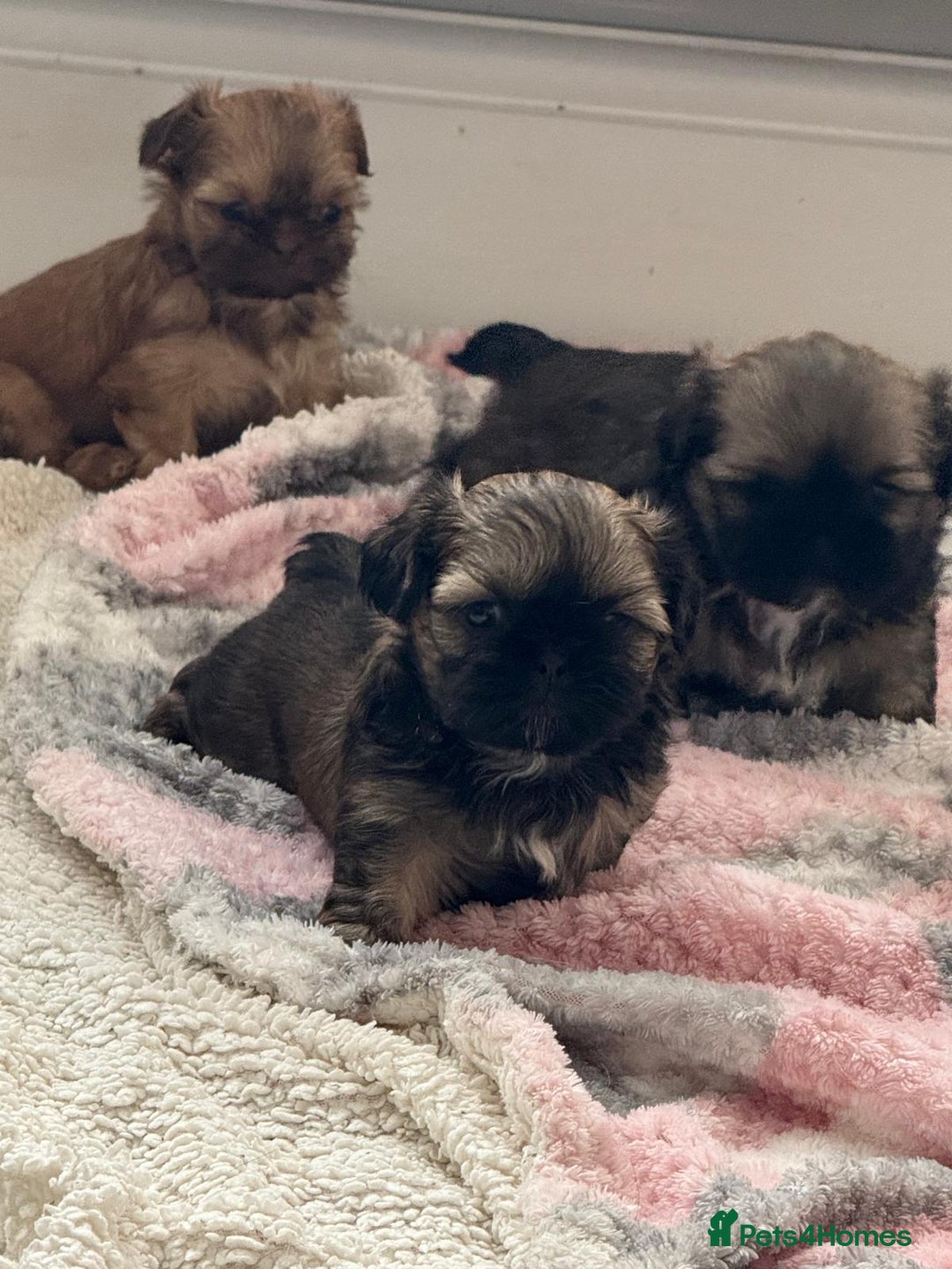 Shih Tzu dogs for sale: Pedigree imperial Shih Tzu puppies  - Advert 1