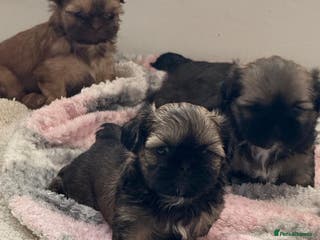 Shih Tzu dogs Pedigree imperial Shih Tzu puppies - Advert 2