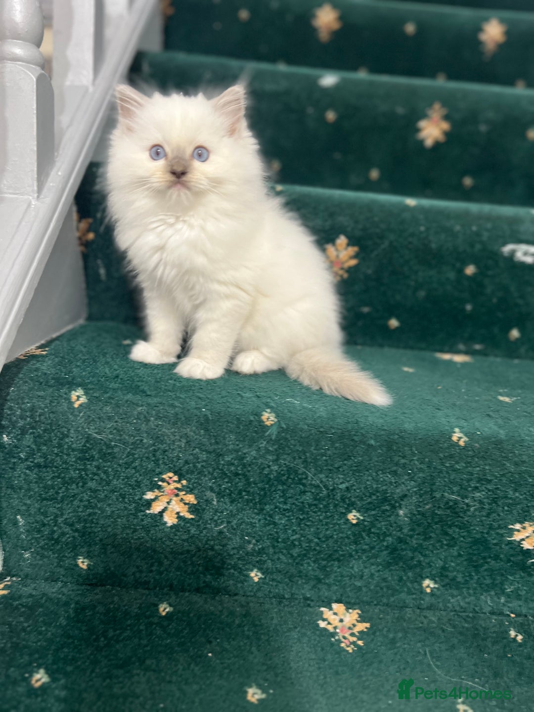 Ragdoll cats for sale: Extremely white Ragdoll boy! - Image 6
