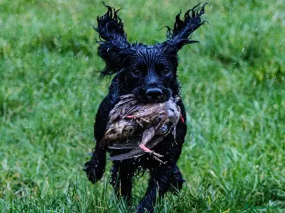 Cocker Spaniel dogs for sale: Golden KC working cocker spaniel puppies  - Image 10