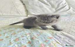 British Shorthair cats for sale: British short hair  - Image 8