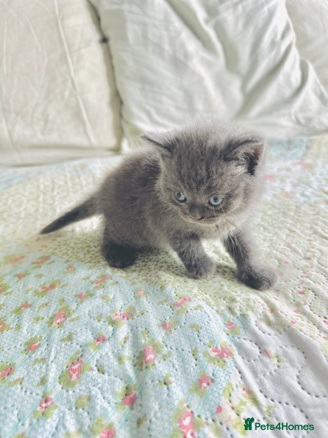 British Shorthair cats for sale: British short hair  - Image 8