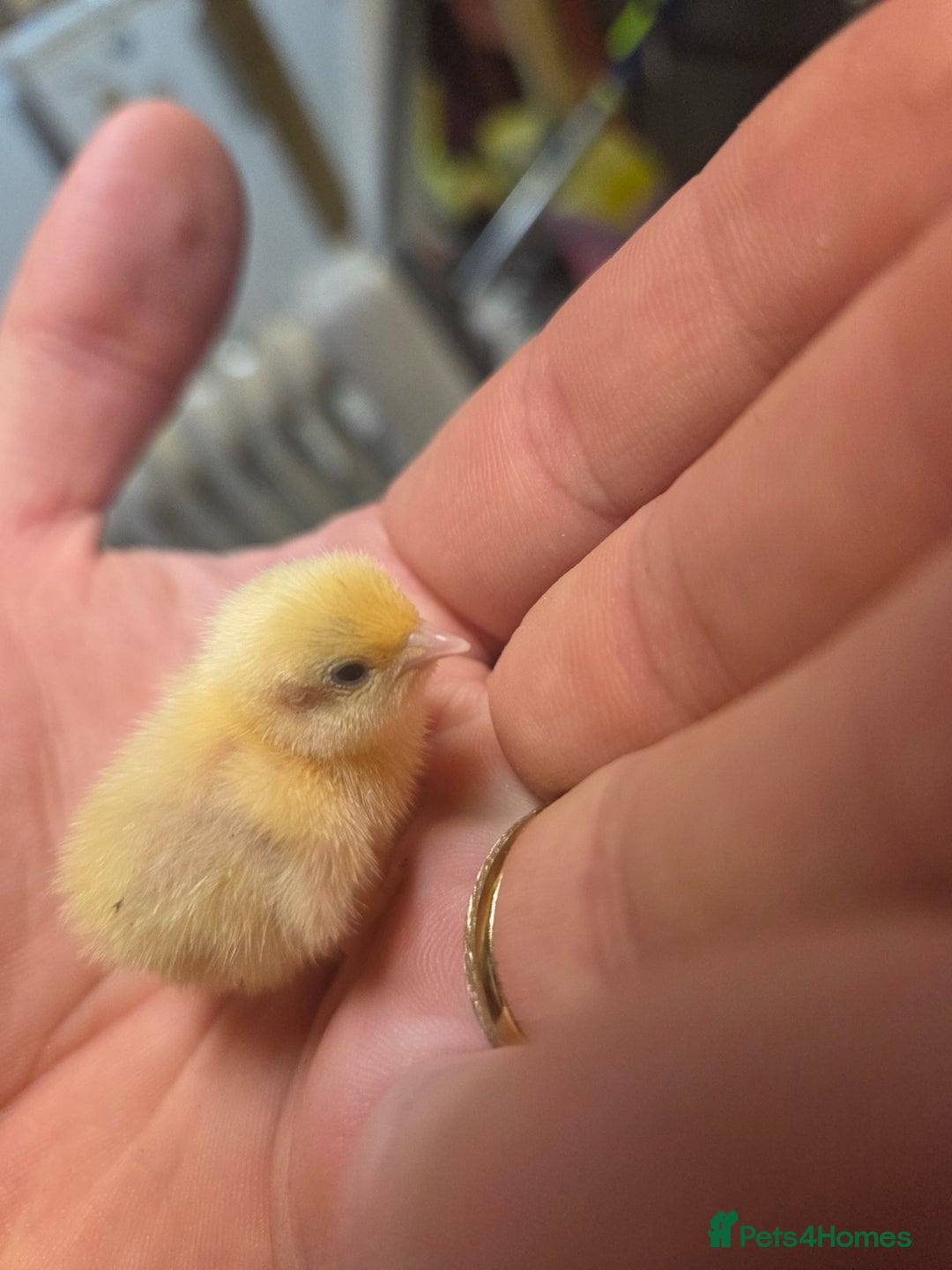 Mixed Breed birds for sale: Painted quails  young chick's  - Advert 2