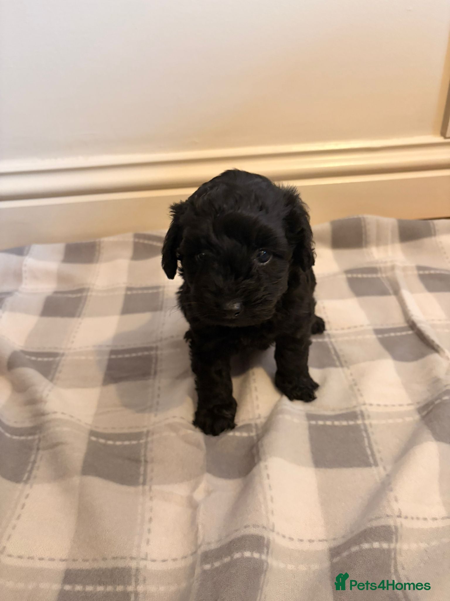 Cockapoo Puppy 3