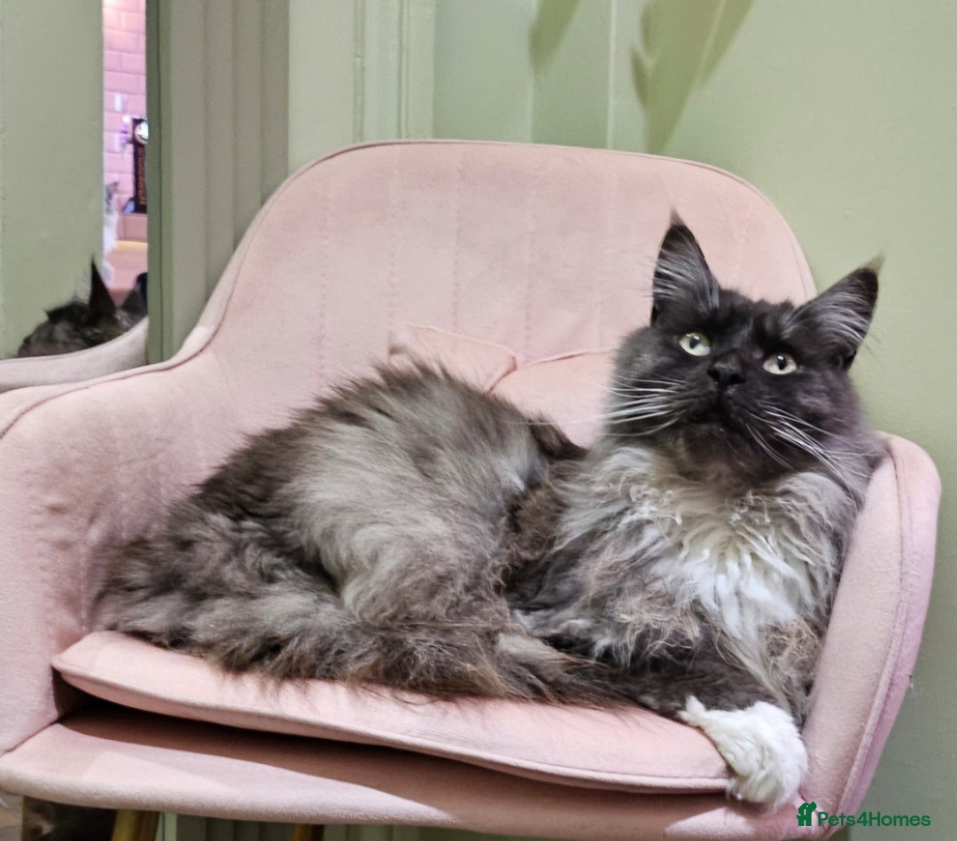 Maine Coon cats for sale: Male maine coon looking for forever home  - Advert 1