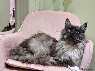 Maine Coon cats Male maine coon looking for forever home - Advert 1