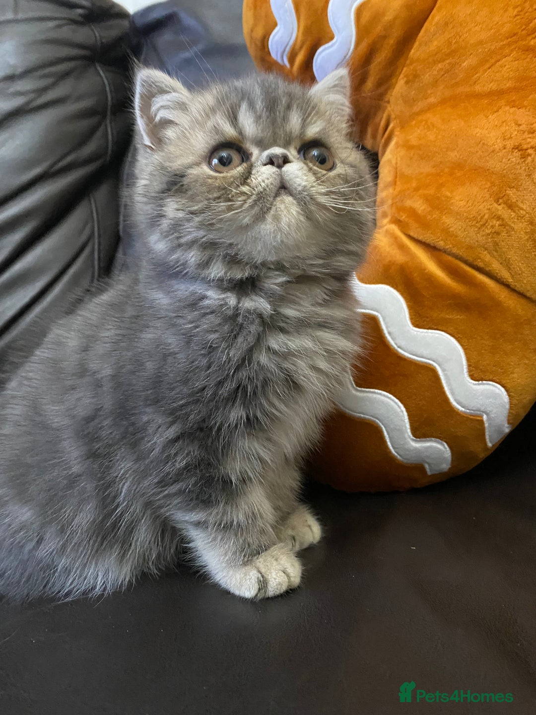 Persian cats for sale: EXCEPTIONAL LITTER PERSIAN EXOTIC KITTENS - Advert 3