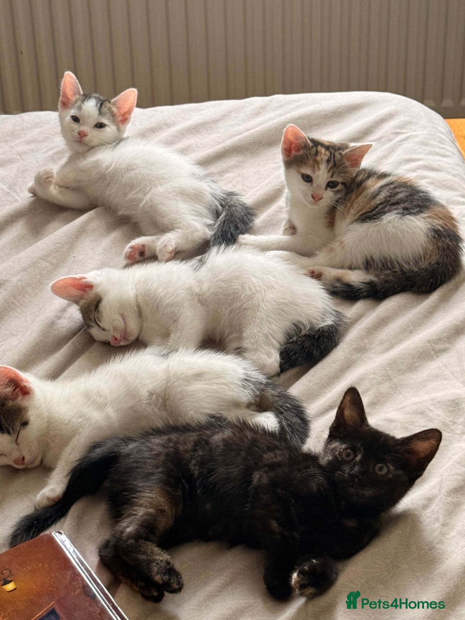Mixed Breed cats Adorable Kittens Looking for Loving Homes - Advert 2