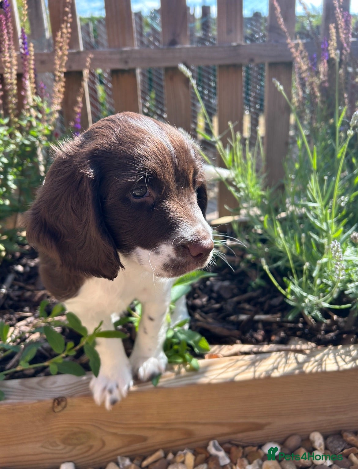 English Springer Spaniel dogs Outstanding KC Health Tested Springer Spaniel - Advert 3
