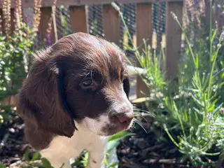 English Springer Spaniel dogs Outstanding KC Health Tested Springer Spaniel - Advert 3
