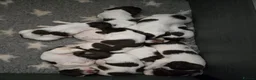 English Springer Spaniel dogs for sale: Working English Springer Spaniel Pups - Advert 4