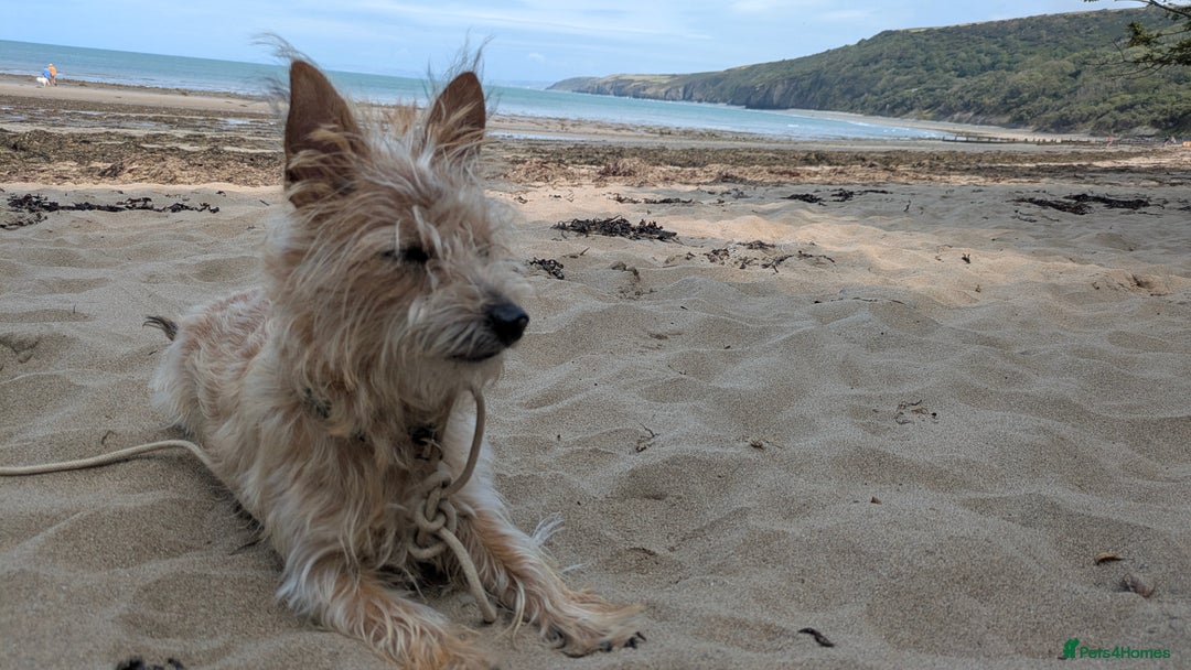 Jack Russell dogs for sale: Rough haired jack russel  - Advert 5