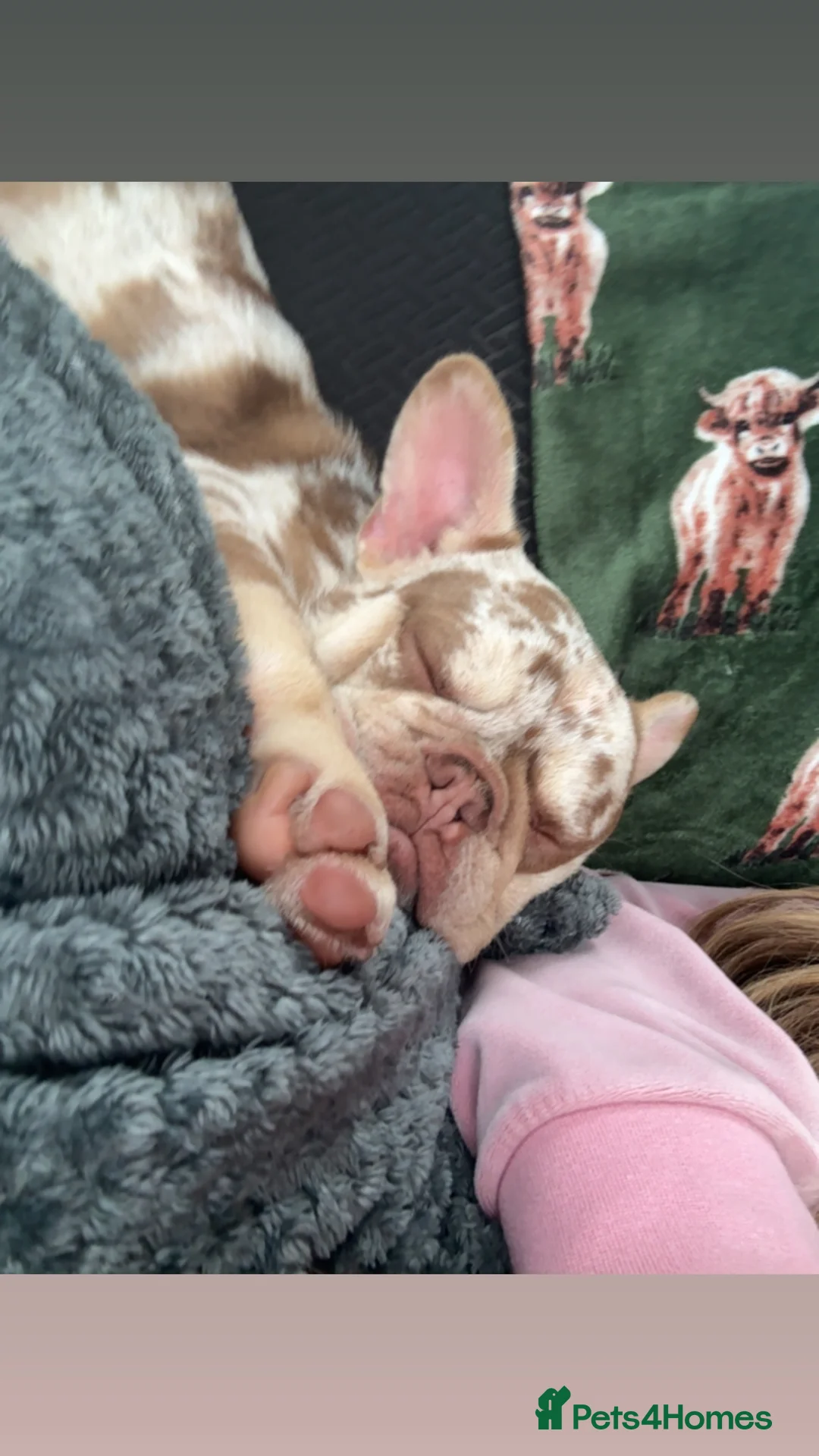 French Bulldog dogs for sale: French bulldog - Advert 3