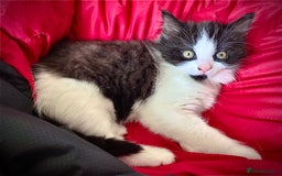 Mixed Breed cats for sale: 3 Fluffy Ragdoll X Kittens available!! - Image 6