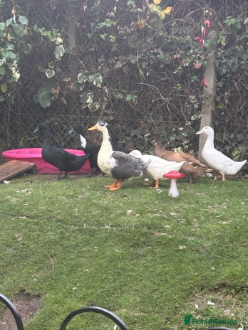 Ducks poultry - Advert 4