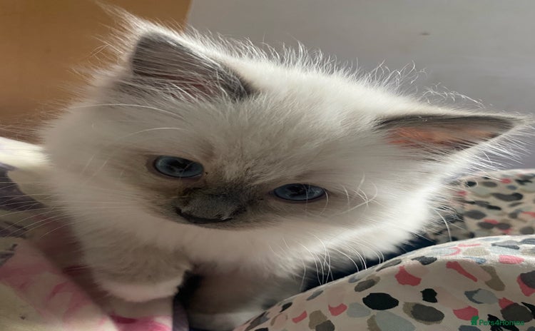Ragdoll cats - Advert 3