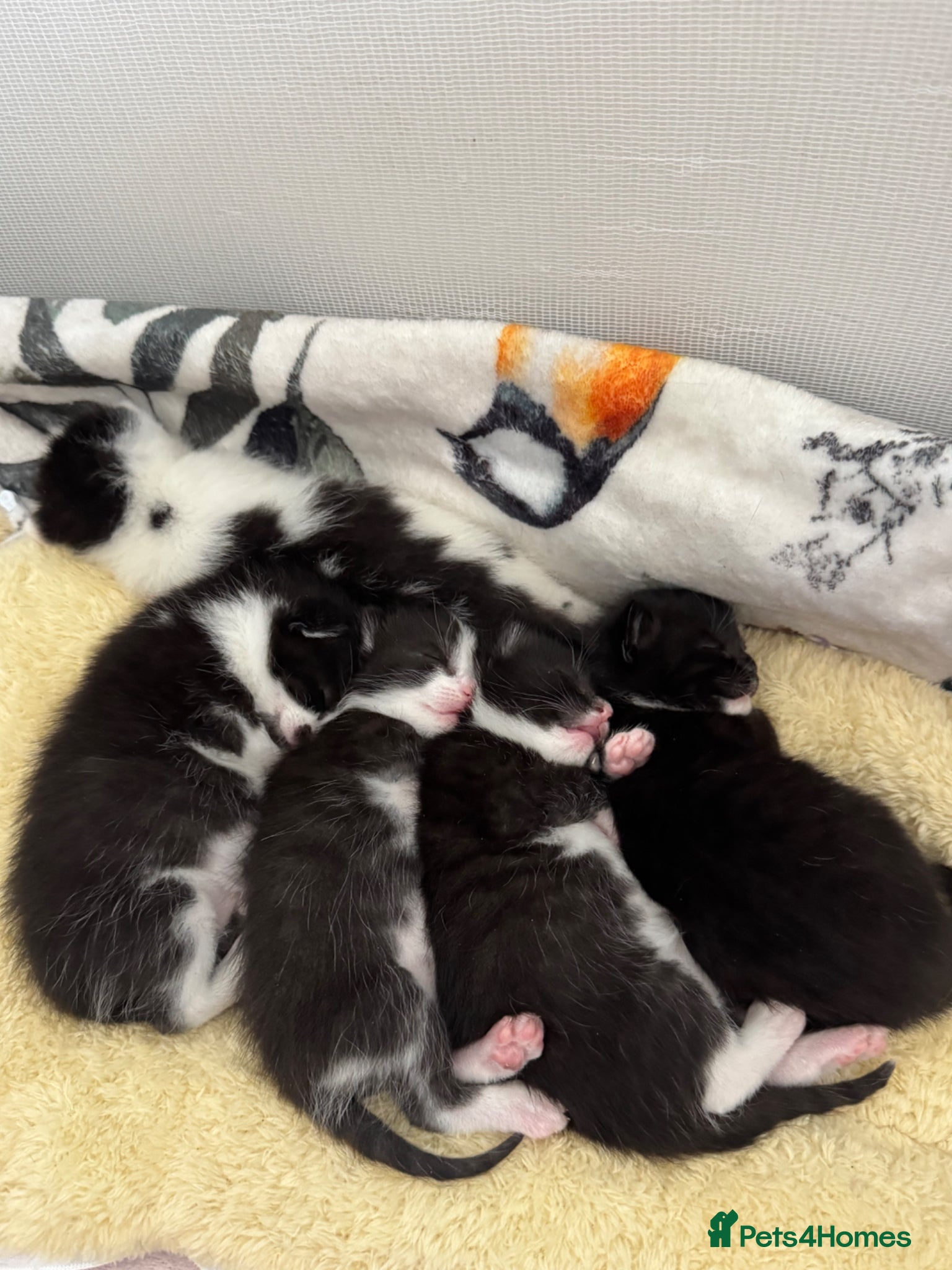 Mixed Breed cats 4 beautiful kittens ready for forever homes🤍 - Advert 12