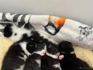 Mixed Breed cats 4 beautiful kittens ready for forever homes🤍 - Advert 12