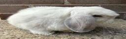 Mini Lop rabbits for sale: Exceptional BRC babies - Advert 11