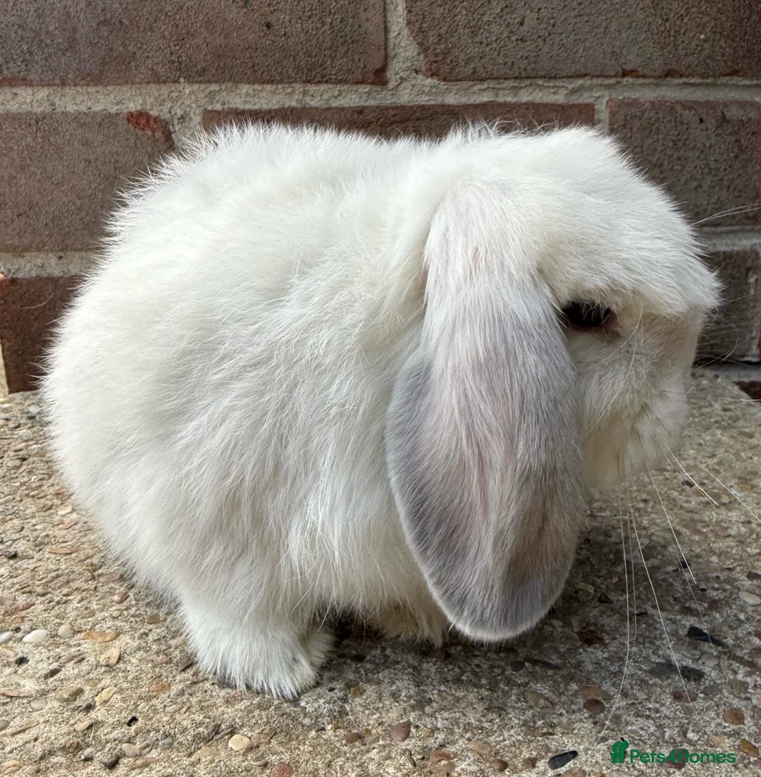 Mini Lop rabbits for sale: Exceptional BRC babies - Advert 11