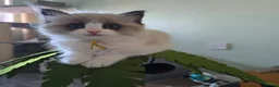 Ragdoll cats for sale: CollieKiss Ragdolls – Beautiful TICA Registered - Advert 8
