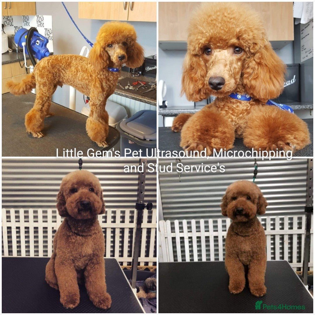 Miniature Poodle dogs for stud: Red Miniature Poodle Stud package Available  in Southampton - Advert 5