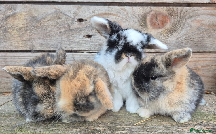 Mini Lop rabbits - Advert 1