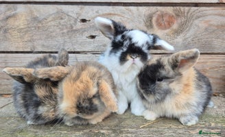 Mini Lop rabbits - Advert 15