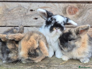 Mini Lop rabbits - Advert 28