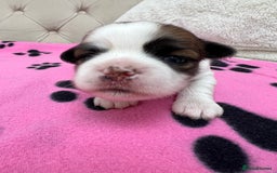 Lhasa Apso dogs for sale: Beautiful Lhasa apso puppies 🐶  - Image 23