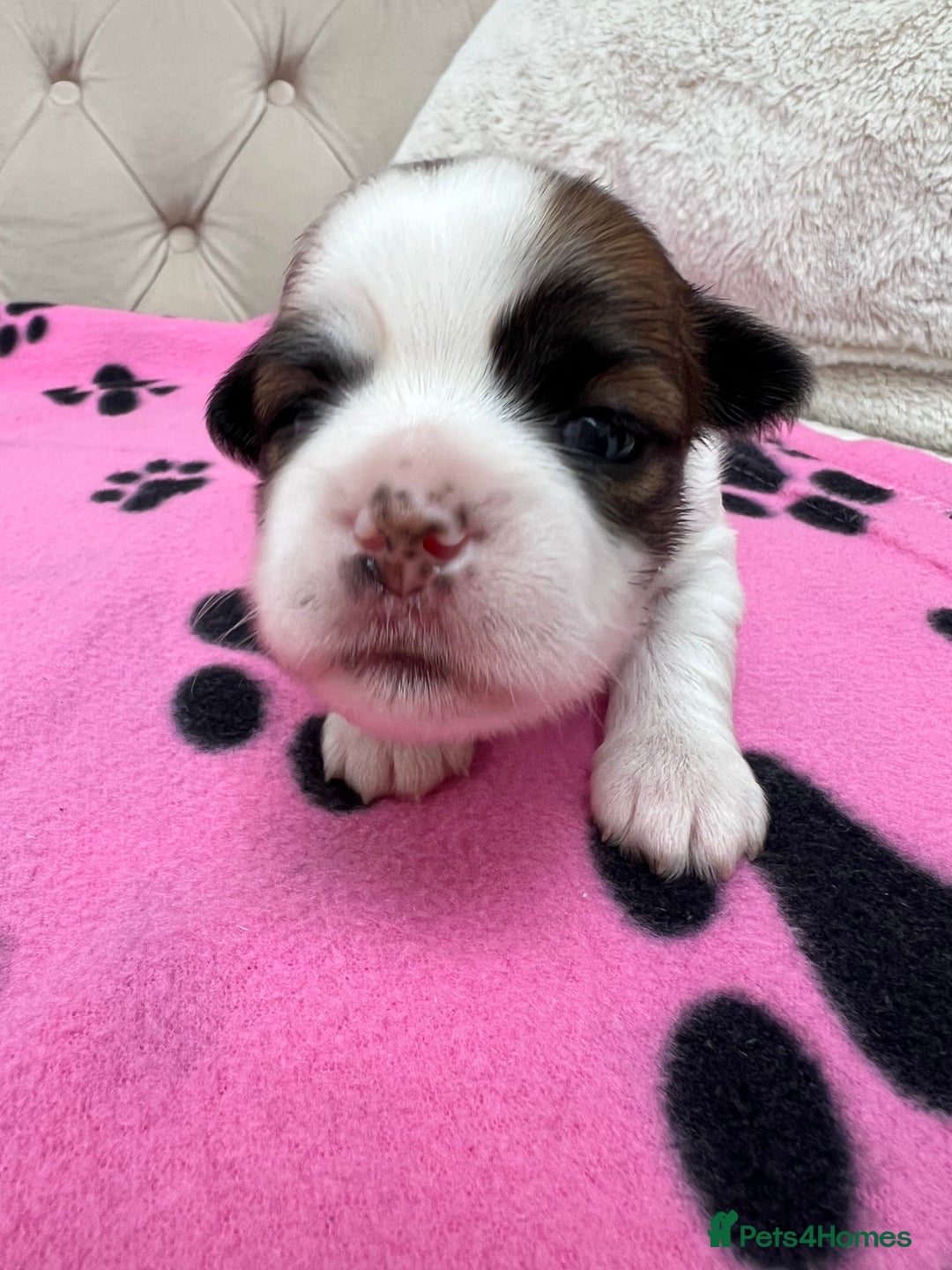 Lhasa Apso dogs for sale: Beautiful Lhasa apso puppies 🐶  - Image 23