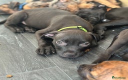 American Bulldog dogs for sale: Stunning Standard American Bulldog Puppies - Image 26
