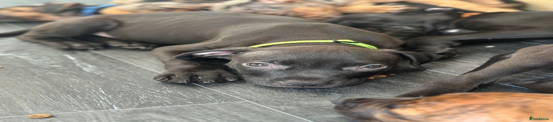 American Bulldog Puppy 1
