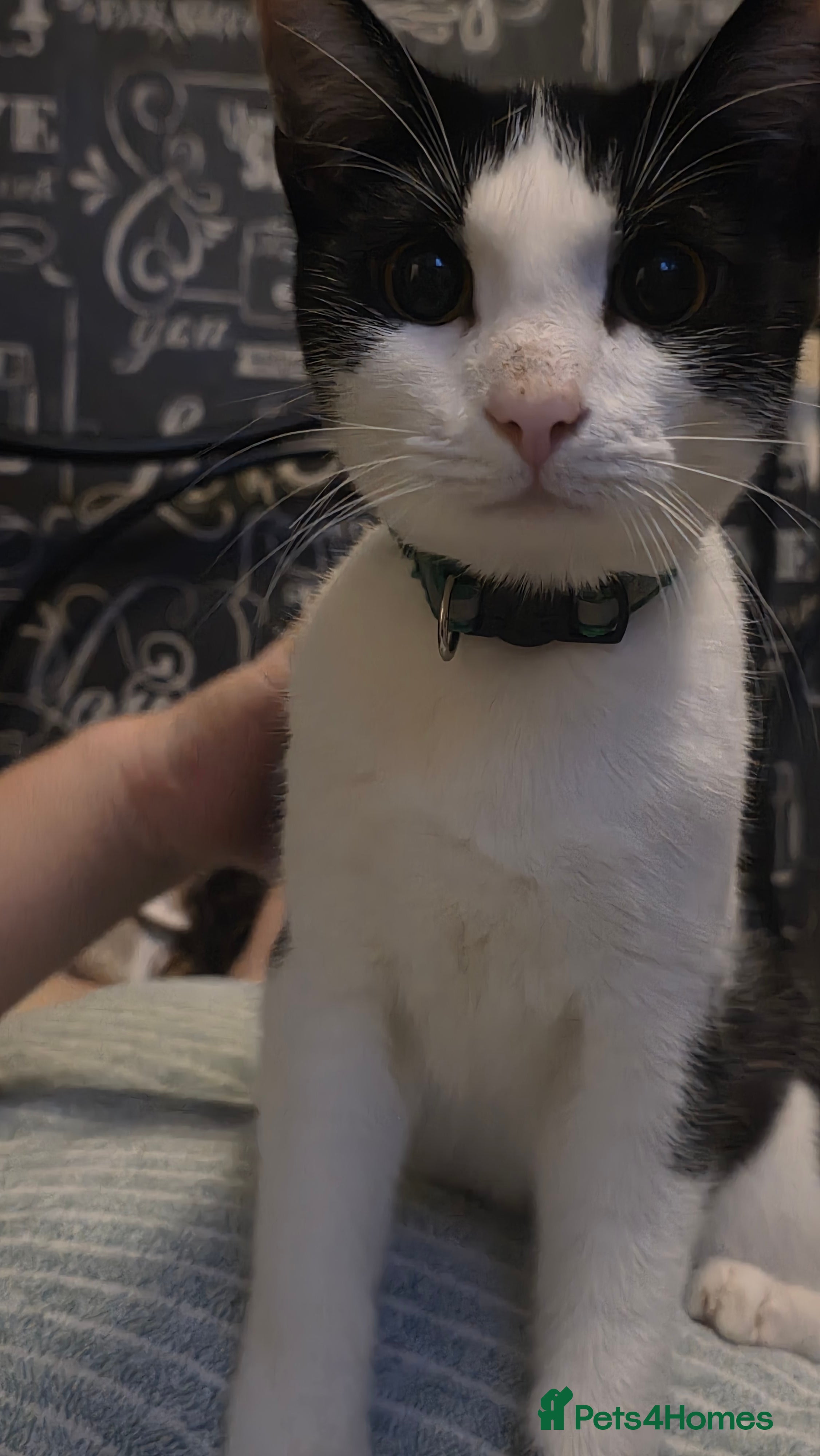 Savannah cats Savanah X short hair British house cat - Advert 9