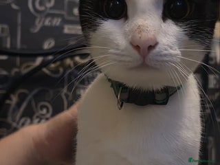 Savannah cats Savanah X short hair British house cat - Advert 9