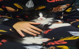 Mixed Breed cats for sale: 3 Gorgeous Kittens - Must be Seen! - Image 1