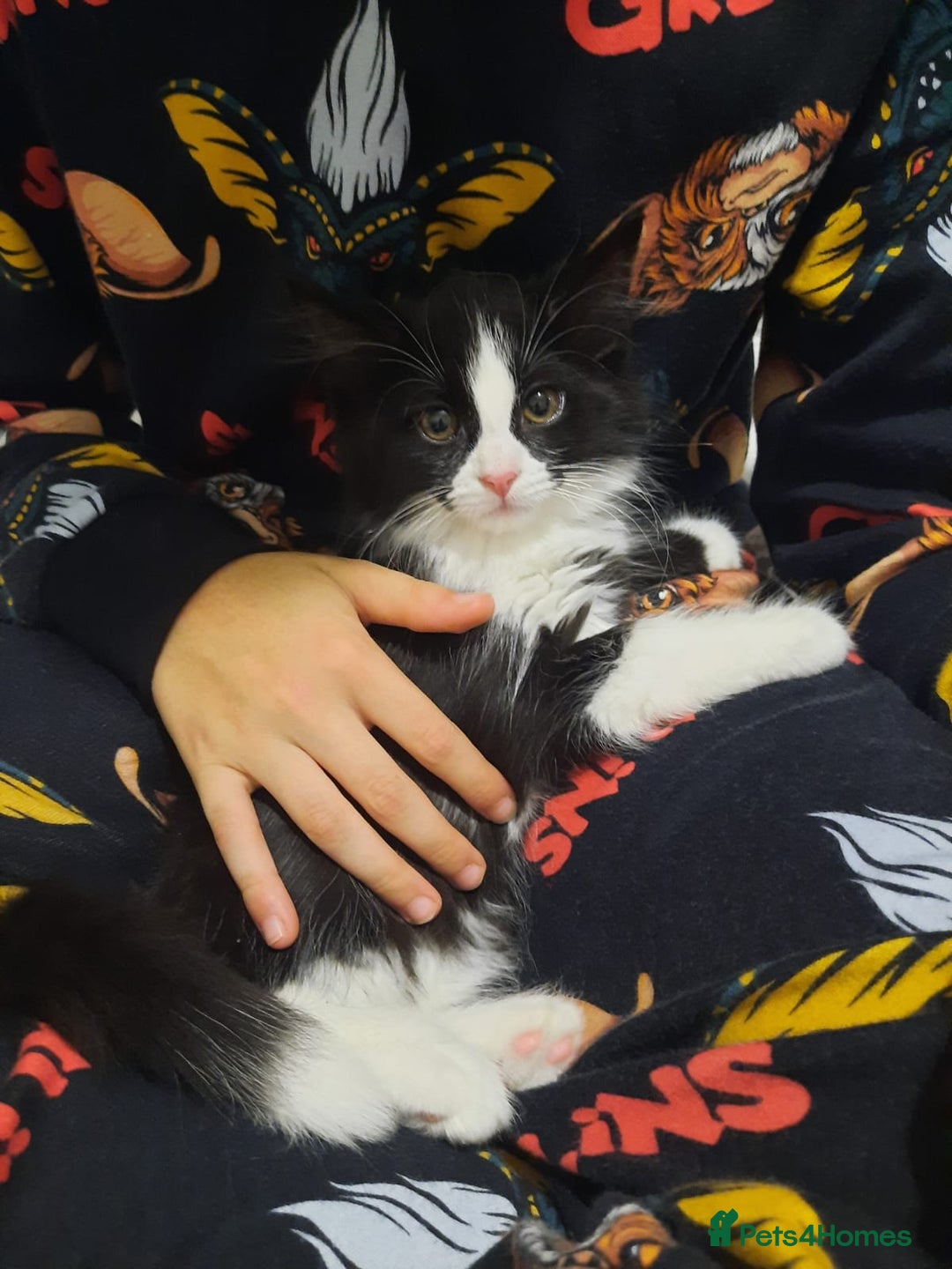 Mixed Breed cats for sale: 3 Gorgeous Kittens - Must be Seen! - Image 1