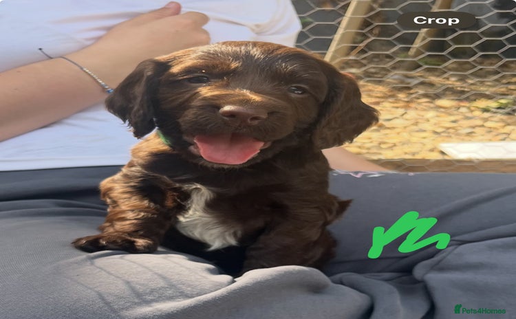 Cocker Spaniel dogs - Advert 4