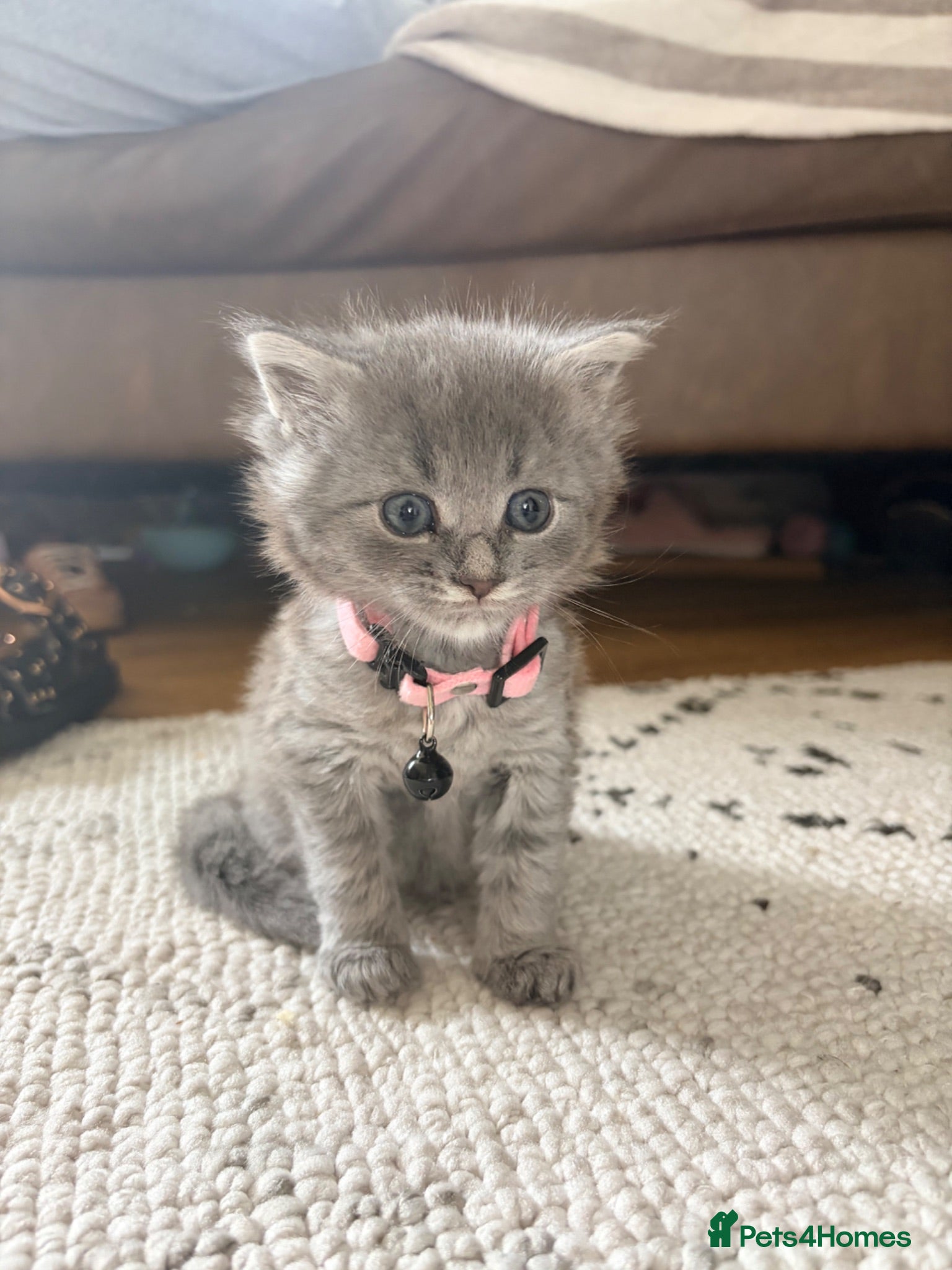 Maine Coon cats Half Maine coon female ~ ready to leave - Advert 6