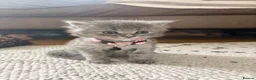 Maine Coon cats for sale: Half Maine coon female ~ ready to leave - Advert 1
