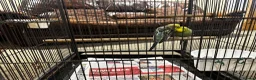 Budgerigars birds for sale: Rare colour budgies with cage and accessories  in Bradford - Advert 3