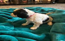 Cocker Spaniel dogs for sale: Georgous blue roan cocker spaniels - Image 6